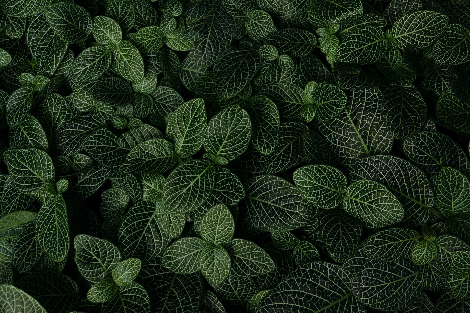 Plants